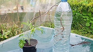 drip irrigation system with a recycled plastic bottle over a pot of tomato plants