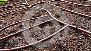 Drip irrigation system with rubber tubes on soil in garden