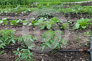 Drip irrigation system