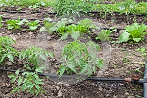 Drip irrigation system