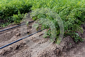 Drip irrigation system. Water saving drip irrigation system