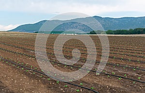 Drip irrigation system watering organic plants in the field.