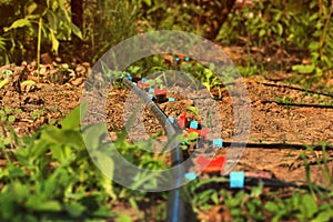 Drip irrigation system. Watering system in the garden