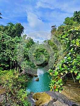 A drip in the jungle.