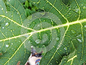 Drip of a leaf in a tree. A leaf of a tree after the rains. Can be used for badges.