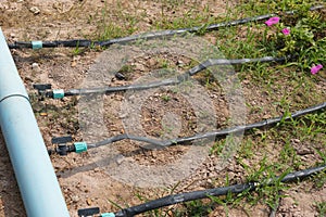 Drip tape irrigation in garden