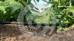 Drip tape for watering plants. Drops of water drip under the raspberry bush. Agroindustry and growing raspberries.