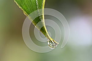 Drip tip, a pointed extensions of the leaf photo