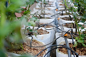 drip water irrigation system with rose plant growing in greenhouse