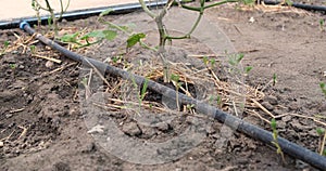 drip watering of the plant. Water drips onto the drip irrigation system used on the farm and saves water drop by drop