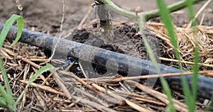 drip watering of the plant. Water drips onto the drip irrigation system used on the farm and saves water drop by drop
