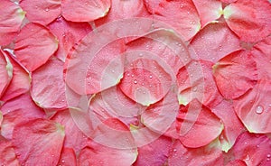 Dripped water on petal of the roses