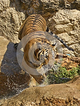 Dripping Bengal Tiger Splashing Down the Rocks