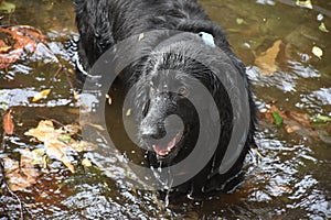 Dripping Black Flat Coated Retriever Dog in Water