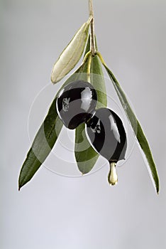 Kvapkanie čierny olivy 