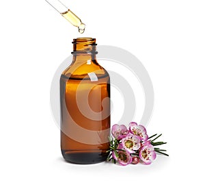 Dripping natural essential oil into bottle near tea tree branch on white