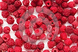 Dripping raspberry on white background.