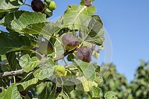 Dripping ripe fig on the tree, close up, soft focus