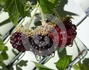 Dripping Wet Blackberries