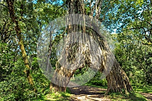 Drive through fig tree, Ficus tree with hole for car, Mountain rainforest, Arusha National Park, Tanzania