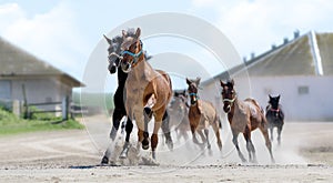 Drive herd horse. Horse herd run to pasture against beautiful blue sky. Dust. Sun. Summer banner