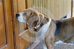 Drive the pet out the door, the beagle is waiting for the owner. Lost dog