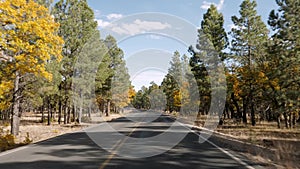 Drive On Road Through Pines Forest On Autumn Sunny Day In Grand Canyon Park