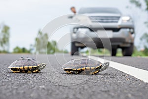 Driver stop the car to let turtle walking on the road. Safety and be careful driving concept