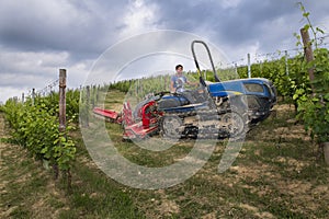 Driver on the tracked tractor works among the rows of vineyards in the Langhe and Roero hills in Piedmont the sky is cloudy and