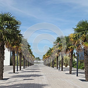 Driveway alignment of palm tree chamaerops excelsa