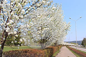 Driveway with blooming apple trees