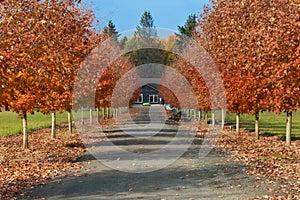 Driveway lined with fall colored foliage