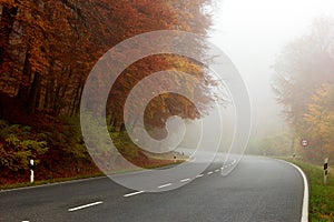 Driveway thru the forest in an autumn foggy morning