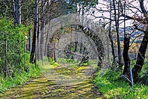 A driveway to a no longer inhabited house