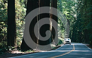 Driving through the Avenue of Giants