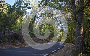 Driving through a beautiful forest of Sierra de Gata, Spain