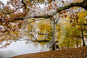 Driving through blue ridge mountains national park photo