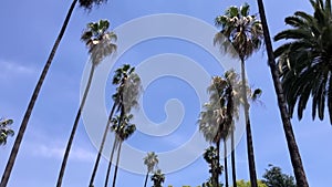 Driving through California, palm trees road Los Angeles, low angle