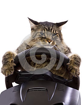 Driving Cat