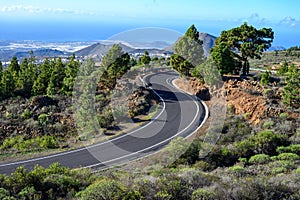 Driving cat on volcano Mount Teide, Tenerife island, Canary, Spain