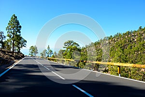 Driving cat on volcano Mount Teide, Tenerife island, Canary, Spain