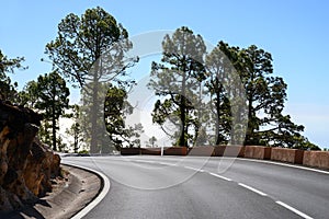 Driving cat on volcano Mount Teide, Tenerife island, Canary, Spain