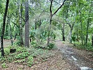 Driving into Clearwater Lake Recreation Area near Paisley, Florida US photo