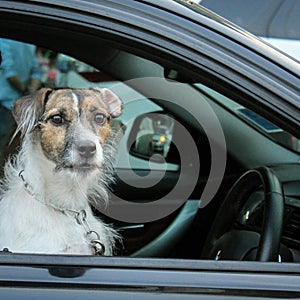 Driving dog