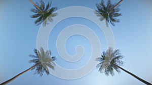 Driving down the street between tropical palms. Loop animation. In Ultra HD.