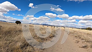 Driving dry arid desert trail cow crosses trail POV 4K