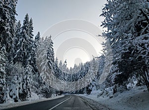 Driving on an empty concrete road street in the forest nature next to evergreen trees covered in snow during cold cozy winter