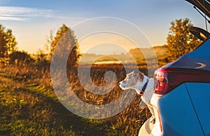 Driving in Fall season concept. Dog sitting in trunk of car against beautiful autumn landscape