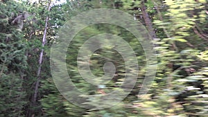 Driving by Forest, Wood Road Traffic, Pov Tracking Car, Auto Window View, Nature