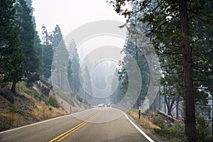 Driving through a forest in Yosemite National Park